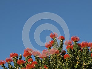 Red Pincushions against a blue sky