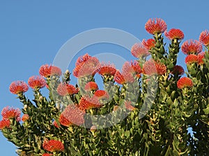 Red Pincushions against a blue sky