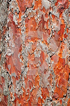 Red Pine Bark Background