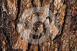 Red pine bark background