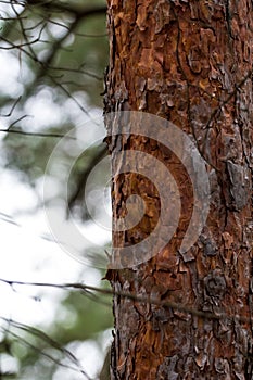 Red pine bark in the Canadian forest in Quebec