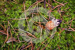 Red pine cone on green moss in a pine forest close up, top view