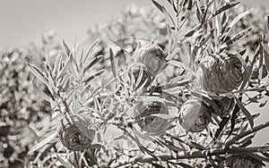 Red pine cones in Kirstenbosch National Botanical Garden, Cape Town