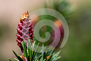 Red pine cones of Norway Spruce, also known as Acrocona