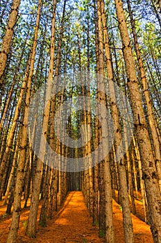 Red Pine Forest Grove of Trees