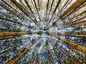 Red Pine Forest Looking Up