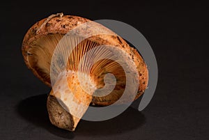 Red pine mushroom