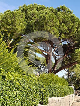 Red pine Pinus sylvestris in the Mediterranean photo