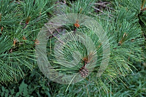 Red Pine Tree Cone  49893