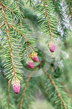 Red pine tree flowers on branch