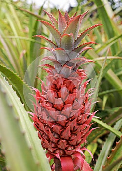 Red Pineapple