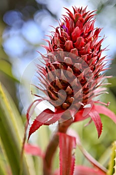 Red Pineapple