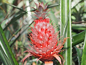 A red pineapple or ananas or known as nanas in Indonesia. Its growth wildly in the forest