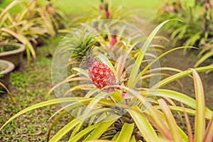 A red pineapple growing at the Plantation, Malaysia