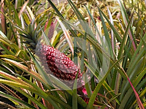 Red pineapple plant