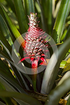 Red pineapple tropical fruit