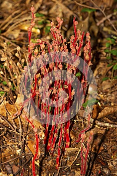 Red pinesap fruits in Bigelow Hollow State Park in Union, Connecticut