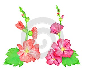 Red and pink Alcea rosea common hollyhock, mallow flower stem with green leaves and buds, isolated hand painted watercolor