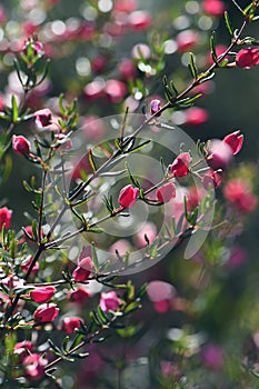 Red and pink back lit flower buds of Australian native Boronia ledifolia, family Rutaceae