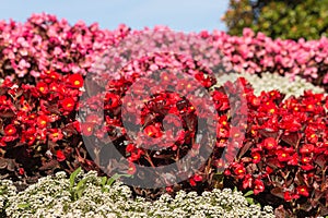 Red and pink begonias flowerbed photo
