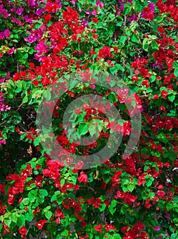 Red Pink blooming bougainvilleas