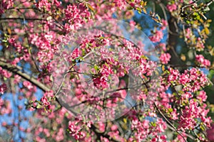 Red pink blossoms of apple tree - Malus Purpurea