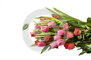 Red and pink bouquet of fresh spring tulip and roses flowers