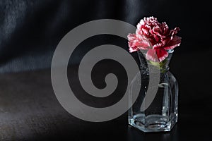 Red and pink carnation on dark background. Low key lighting.