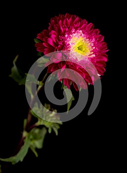 Red and pink chinese aster, Callistephus chinensis, isolated