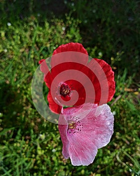 Red and pink colour Poppy flower with fresh green grass and blured background