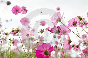 Red and pink for cosmos flowers in the garden; select and soft