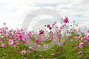 Red and pink for cosmos flowers in the garden; select and soft