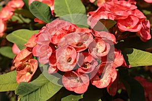 Red Pink crown of thorns - Euphorbia milii