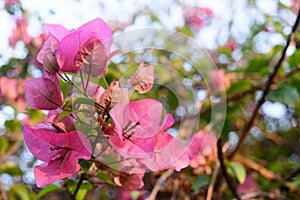 Red and Pink Cyclamen Tulips Lilies Hydrangeas Orchids Flowering Plant in bloom. Ranunculales Iris Daffodils Hyacinths perennial