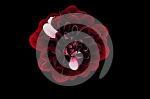 Red and Pink Dahlia flower isolated over a black background