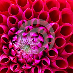 Red and pink dahlia flower macro photo. Picture in colour emphasizing the light pink and dark red colours photo