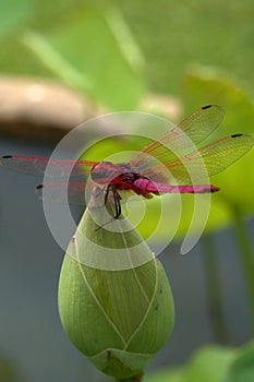 Red and pink dragonfly on a lotus flower bud.