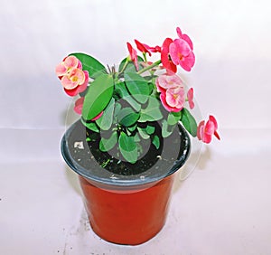 Red and Pink Euphorbia Mili flowers in a plastic container.