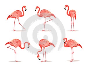 Red and pink flamingo set, vector illustration. Cool exotic bird in different poses decorative design elements