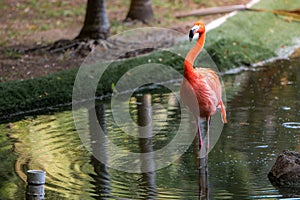 Red and pink flamingos in a pond