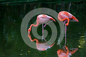 Red and pink flamingos in a pond