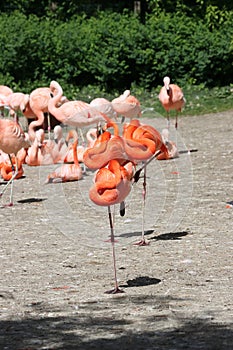 Red and pink flamingos in zoo
