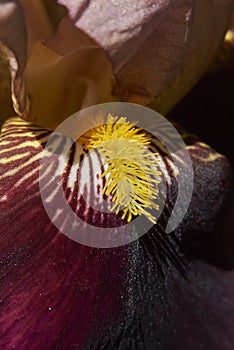 Iris ibrida flower close up