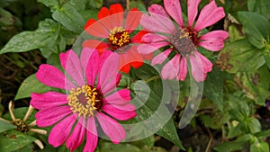 Red and pink flowers,Beautiful ornamental flowers, who doesn& x27;t like flowers?