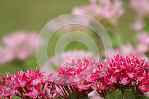 Red and pink flowers blurred background