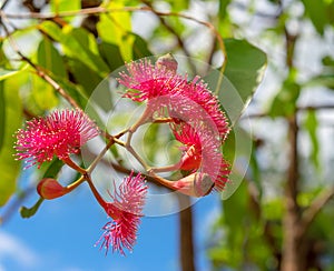 Red pink flowers of Corymbia ptychocarpa or Swamp Bloodwood