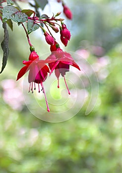 Red pink flowers Fuchsia triphylla with drops during rain on blur background garden with space for text