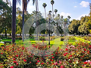 Red and pink flowers in the garden with lush green grass and palm trees at Fairmount Park