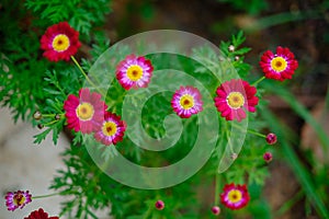 Red pink flowers photo