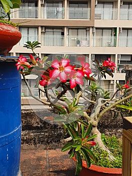 Red and pink flowers on a rooftop garden, D4 HCMC, Vietnam 2020